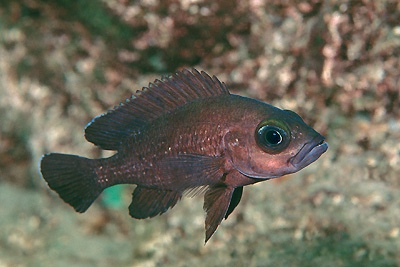 Neolamprologus toae 'Kekese'